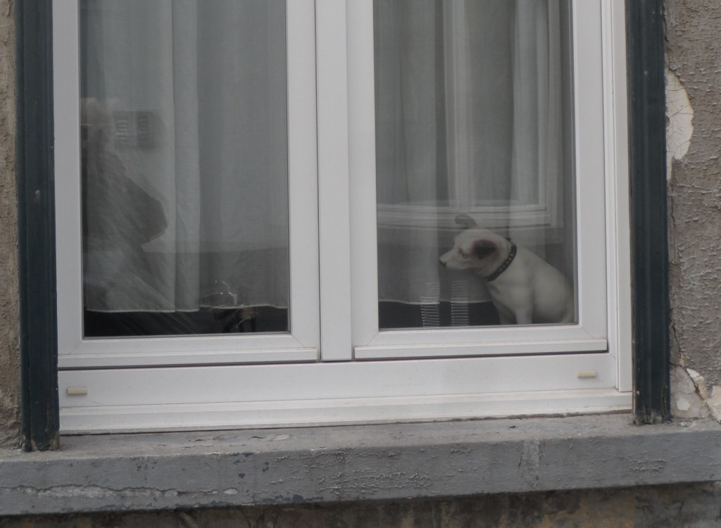 Houtbriel - plastic hondje bij raam