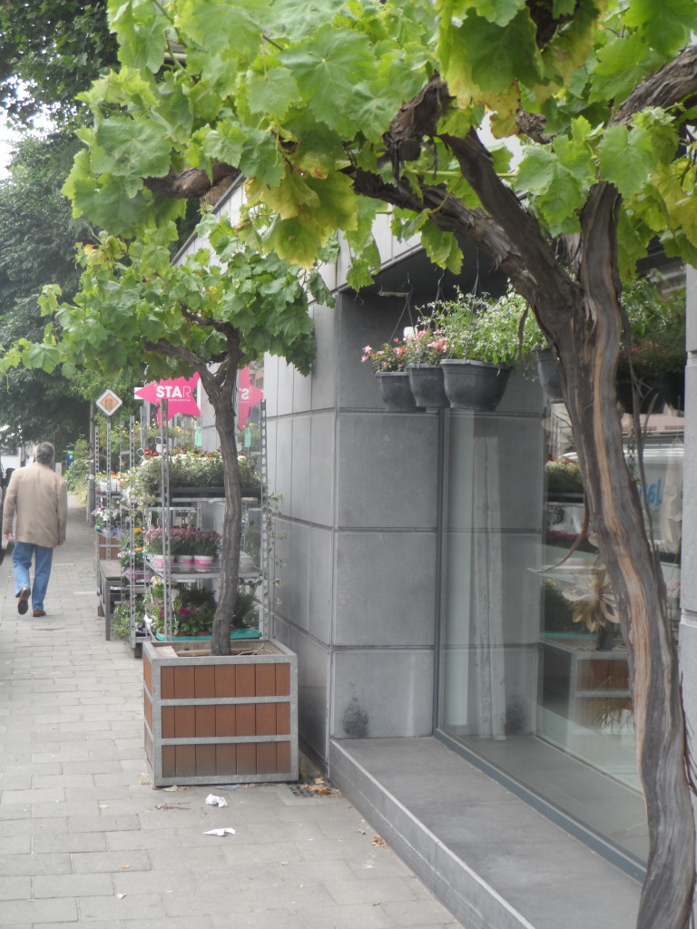 Antwerpsesteenweg – Reisseizoen! Boulevard Saint Germain? Neen, bloemen- en plantenwinkel XX zorgt voor de groene uitstraling.