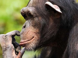 chimpanzeefacts.net